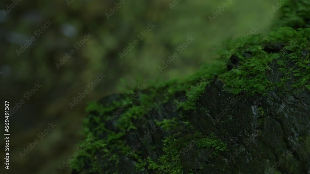 苔の映像 山の 緑 スローモーション a7s3 ソニー 苔の映像 山の 緑 スローモーション a7s3 ソニー