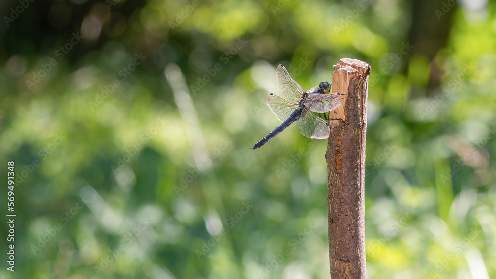 Macro photography, dragonfly sits on a plant, branch in nature, summer time Macro photography, dragonfly sits on a plant, branch in nature, summer time