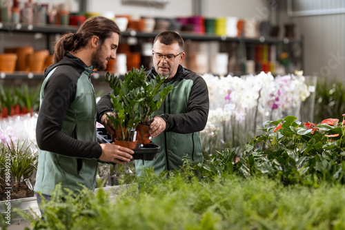 Two men working in a houseplant nursery are filling the display with ZZ plants.