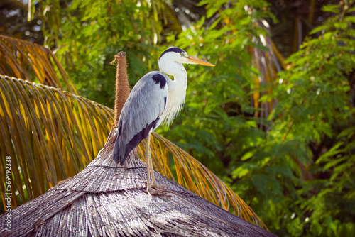 Great gray heron bird resting on two legs