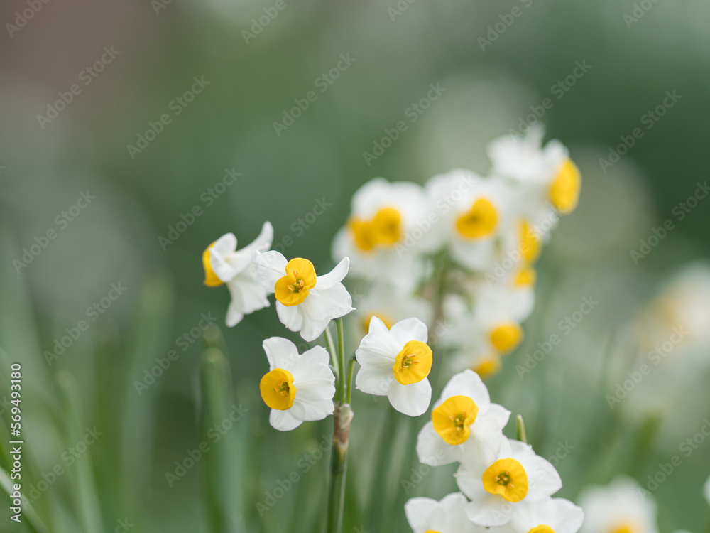 可憐に咲く水仙の花々 1月 可憐に咲く水仙の花々 1月