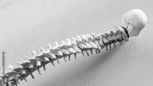 Φωτογραφία human spine with overhead view