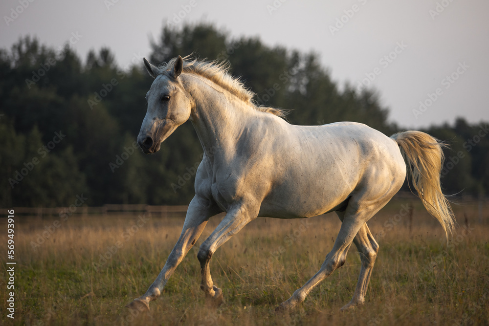 Beautiful bay horse rearing up in spring green field Beautiful bay horse rearing up in spring green field