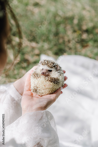 Bride in a dress holds a hedgehog in her hands