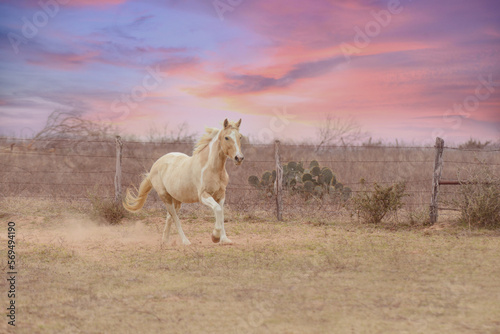 Horse Running In Field At Sunset