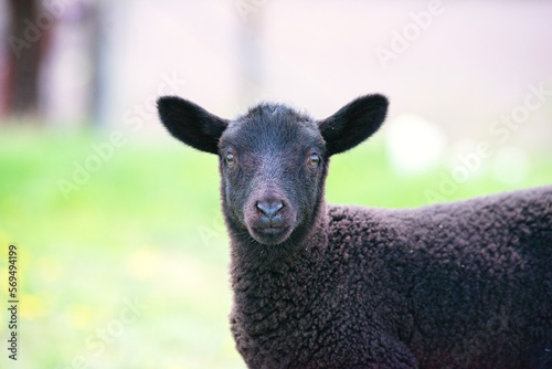 Close up of cute black lamb.
