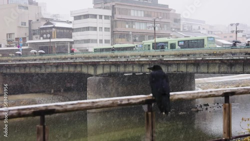 Kamogawa Bridge in the Snow, Japanese Crow Sheltering from Cold Winter photo