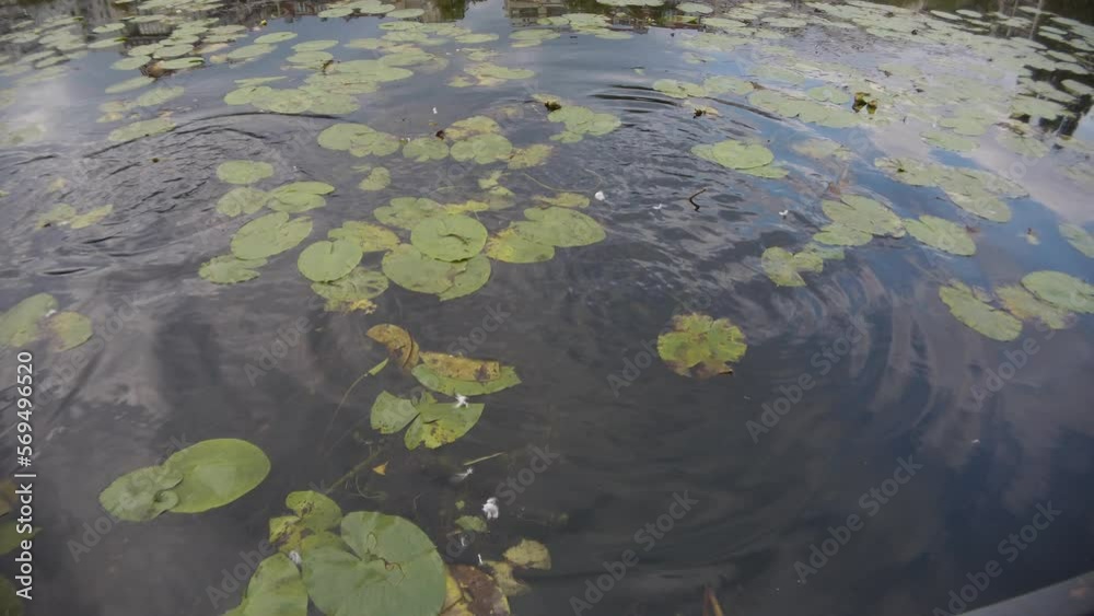 Ducks take off, fly off from a lake with water lillies and cloud reflections. Ducks take off, fly off from a lake with water lillies and cloud reflections.