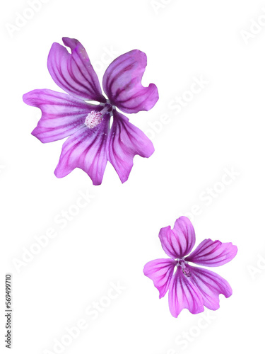 Violet color with purple stripes Malva blossoming flower two heads closeup top front angle view isolated on white