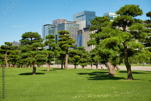 Skyscrapers of Marunouchi district, viewed through the Kokyo Gaien National Garden. Tokyo. Japan