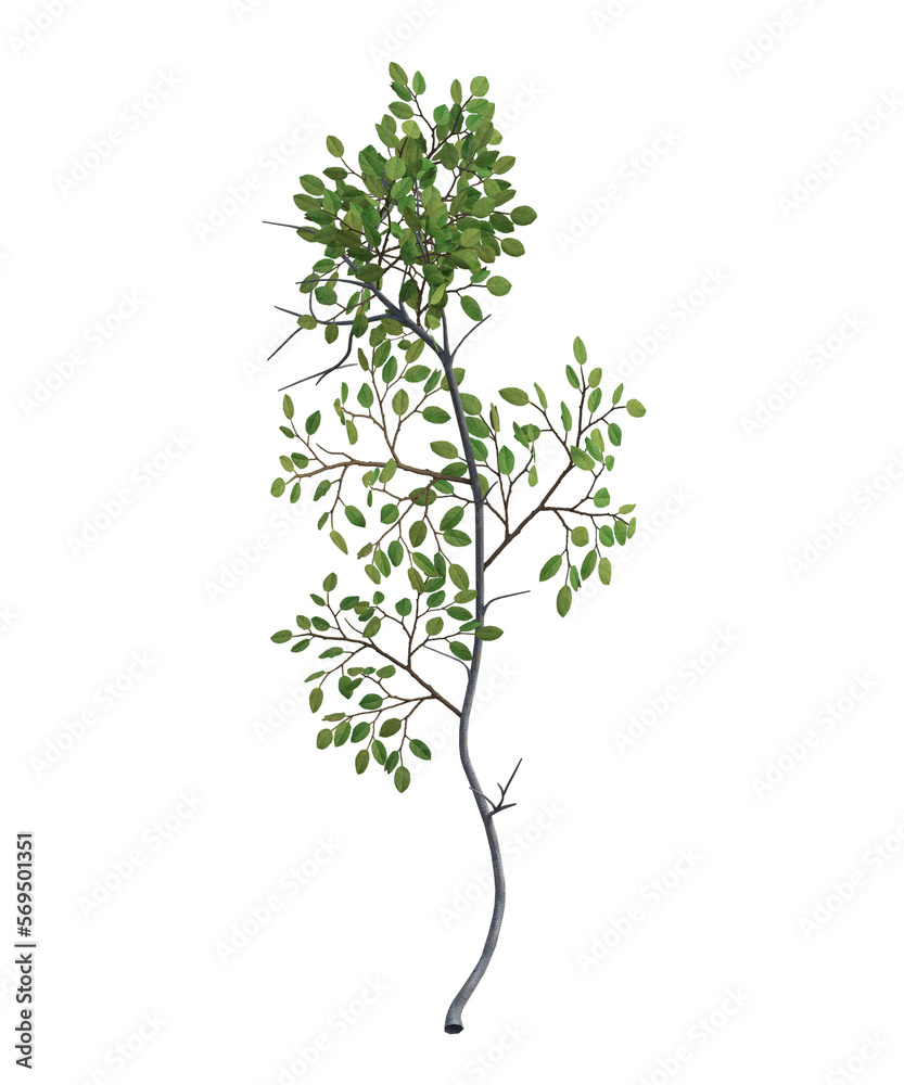 albero  senza foglie e con foglie arancioni verde trasparente isolato