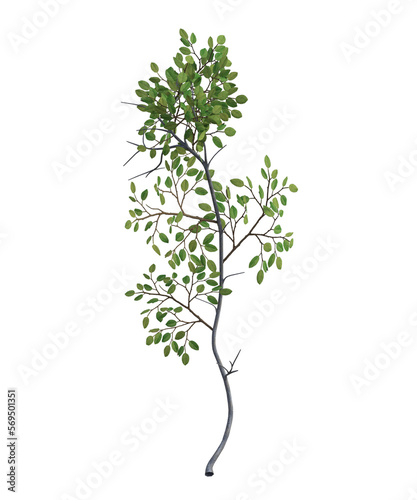 albero  senza foglie e con foglie arancioni verde trasparente isolato