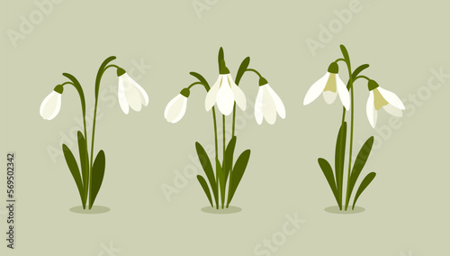 Vector illustration of snowdrop. Spring flowers. Snowdrops blooming through the snow.
