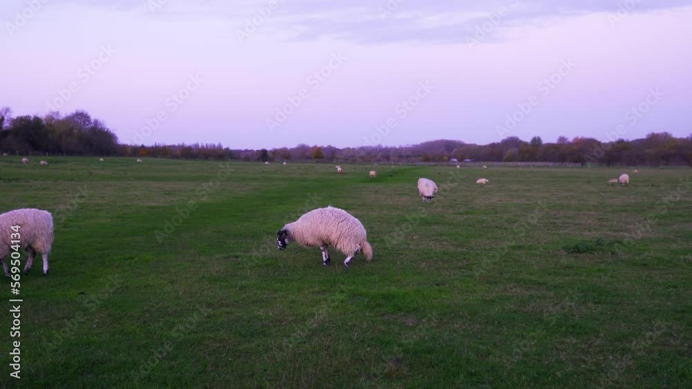 shot of sheep grazing in the green fenced off field in the evening shot of sheep grazing in the green fenced off field in the evening