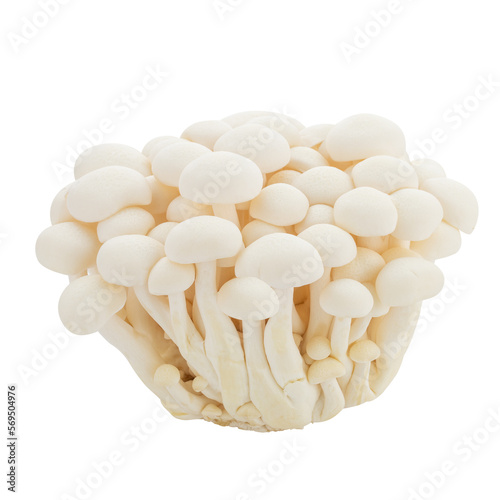 Shimeji mushroom, Edible mushroom isolated on a transparent background.