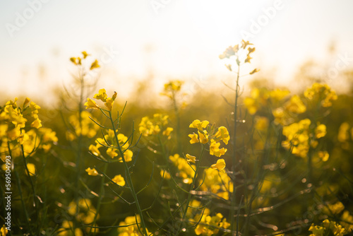 Blooming rapeseed close up. Eco fuel industry  biotechnology  alternative energy concept