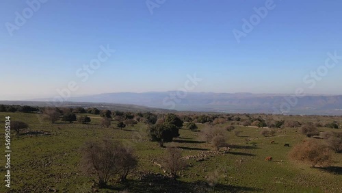 Drone flyover view of rocky terrain with cattle grazing near Odem Forest, Israel photo