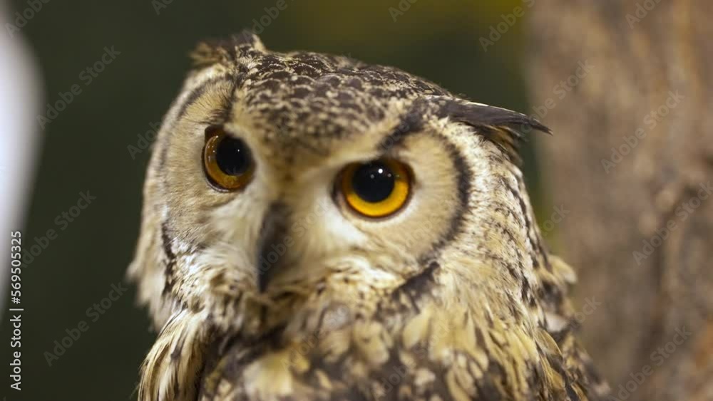 Close-up of an Indian eagle-owl (Bubo bengalensis) quickly turning its head Close-up of an Indian eagle-owl (Bubo bengalensis) quickly turning its head