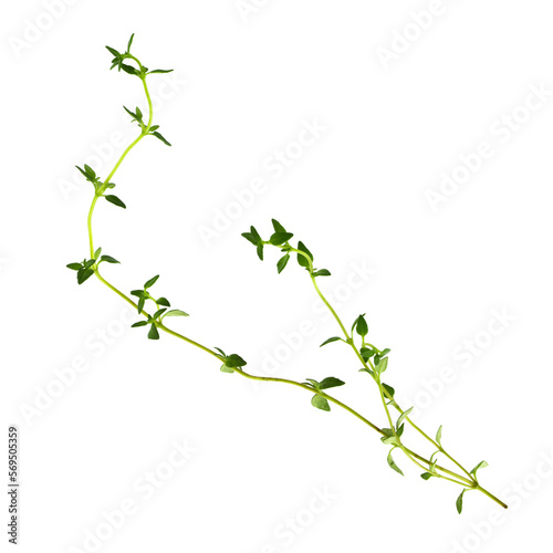 Thyme fresh herb isolated on a transparent background.