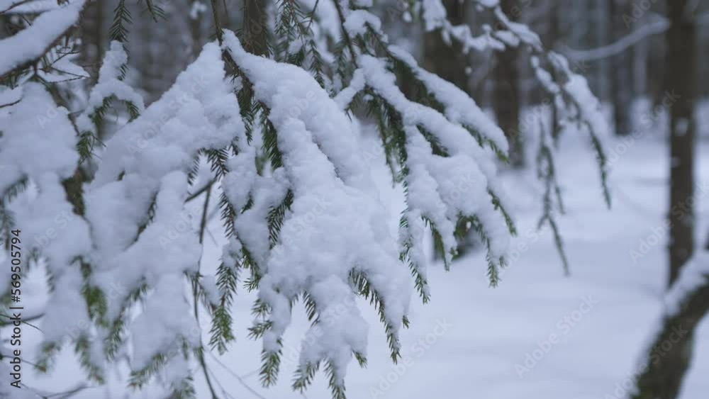 A spruce branch in the snow background 4k A spruce branch in the snow background 4k