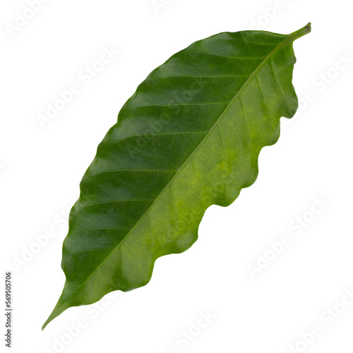 Fresh Green Arabica Coffee Leaf isolated on a transparent background