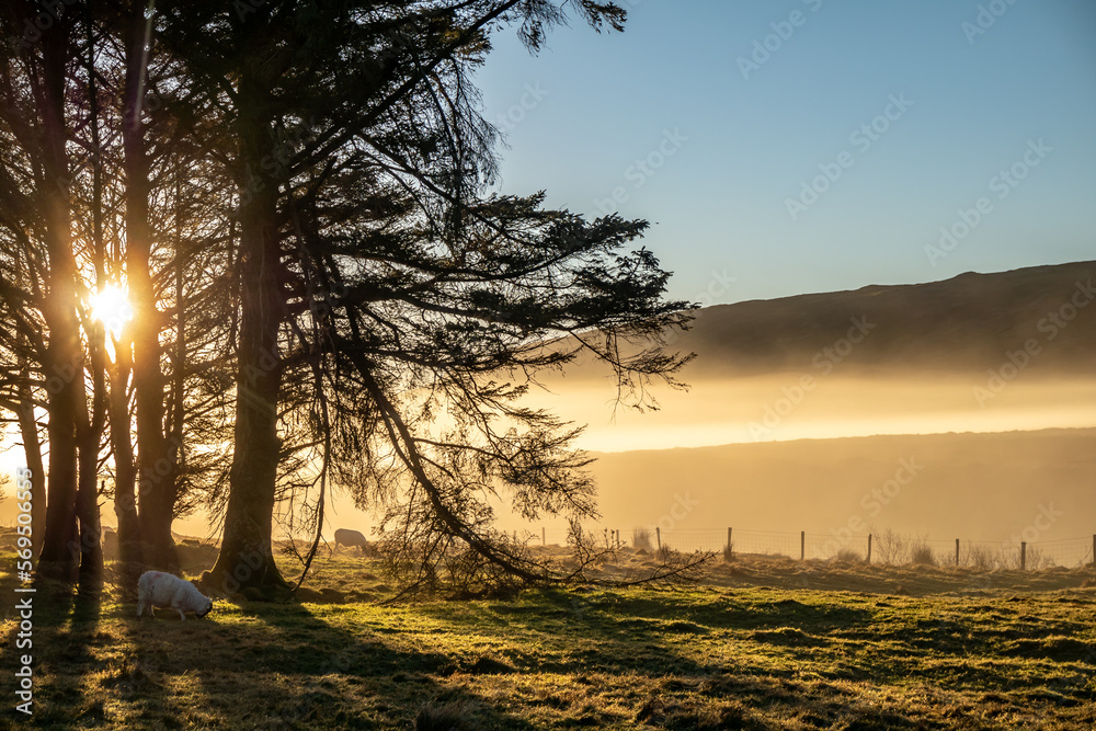 Naklejka premium Beautiful trees in the fog in County Donegal - Ireland