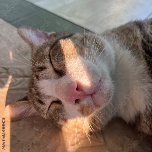 Sleepy beauty(ful cat)