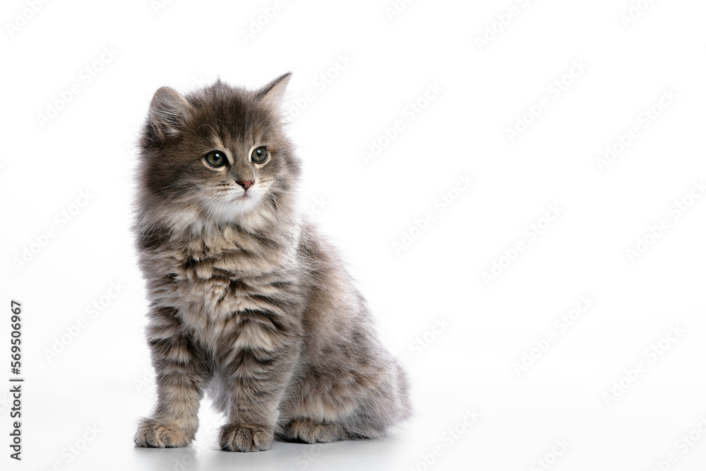 Cute gray fluffy kitten on a white background, looks away copyspace, advertising banner.