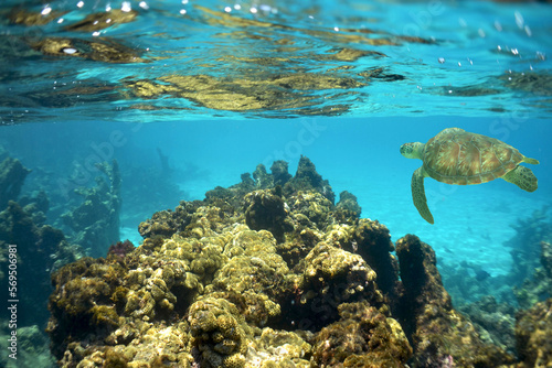 Fototapeta Naklejka Na Ścianę i Meble -  a beautiful green turtle in its natural environment in the caribbean sea