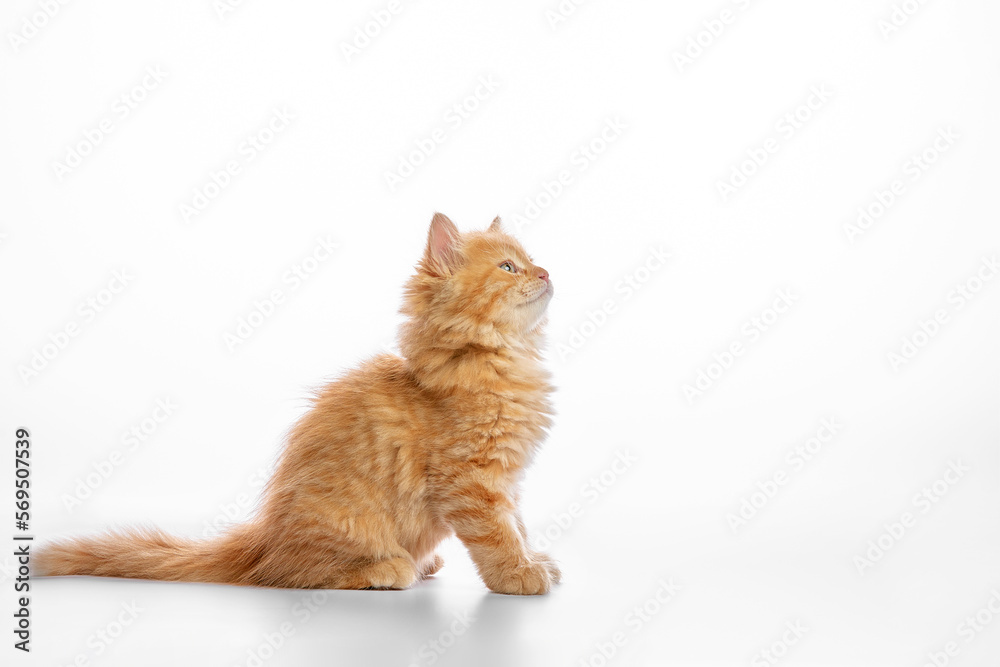 Fototapeta premium Cute fluffy ginger kitten sneaks on a white background, copyspace, gray background.