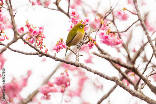 奄美大島の緋寒桜とメジロ