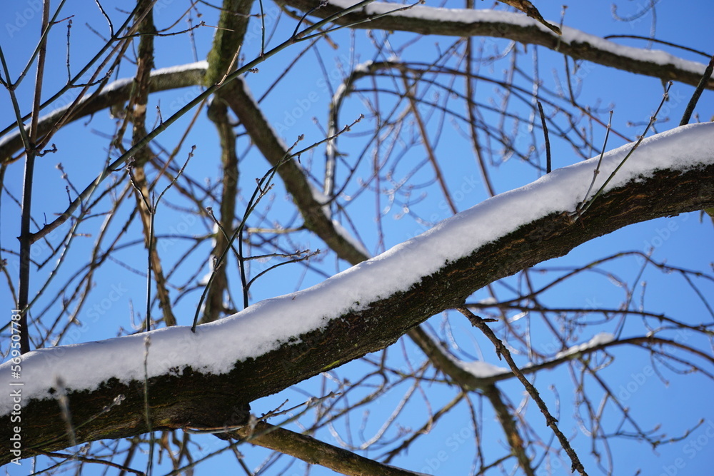 Tree branch covered with snow in winter - close-up Tree branch covered with snow in winter - close-up