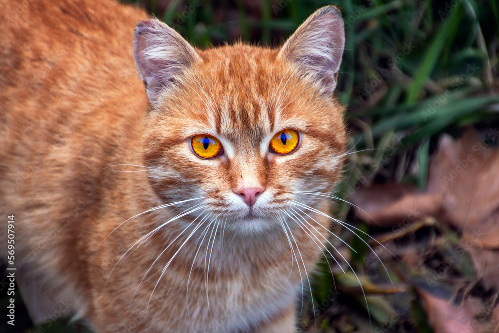Beautiful red cat with big eyes looks attentively at the camera Beautiful red cat with big eyes looks attentively at the camera