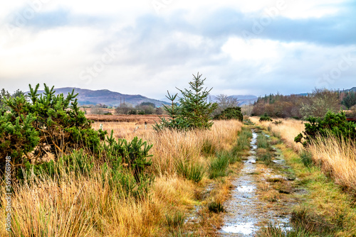 The way to Tullyard wood by Ardara in County Donegal - Ireland