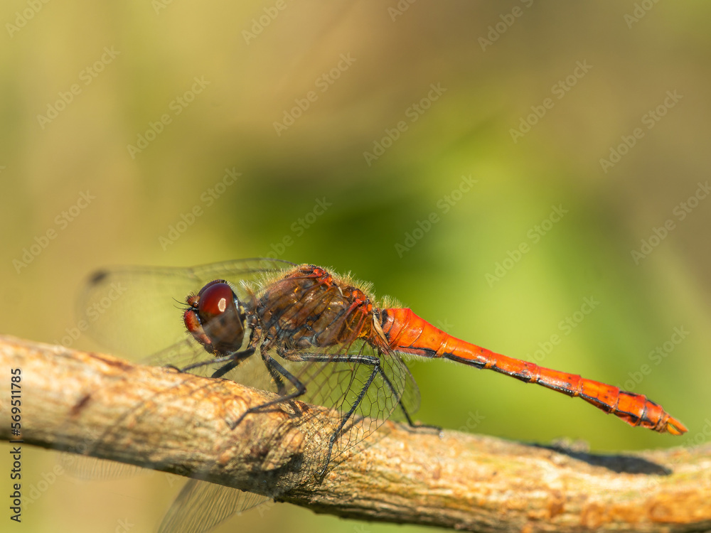 Macro photography, dragonfly sits on a plant, branch in nature, summer time Macro photography, dragonfly sits on a plant, branch in nature, summer time