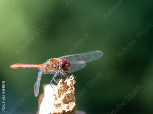Macro photography, dragonfly sits on a plant, branch  in nature, summer time
