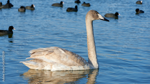 Swans on the lake