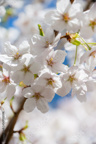 Cherry tree blossom  flower close up  spring background