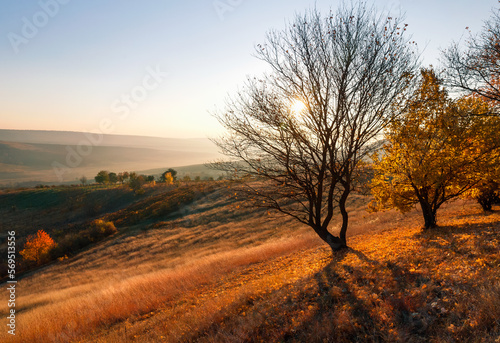 Autumn morning view of tree without leaves