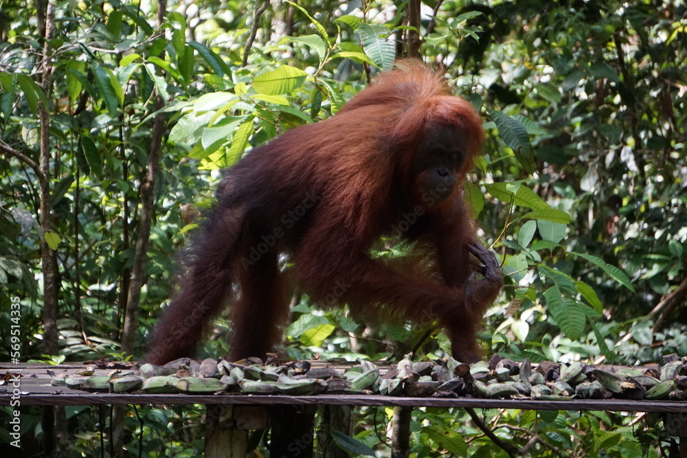 Naklejka premium Tanjung Puting, Borneo, Indonesia