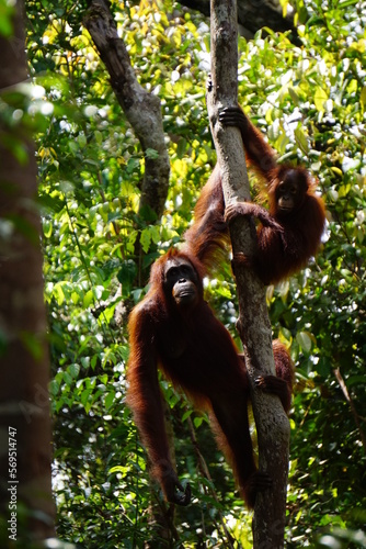 Tanjung Puting, Borneo, Indonesia © Estefania