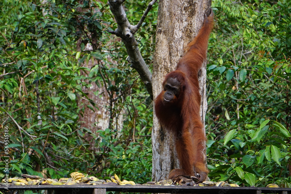 Obraz premium Tanjung Puting, Borneo, Indonesia