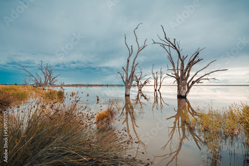 Lake Bonney dead trees growing out of the water at dusk, South Australia photo
