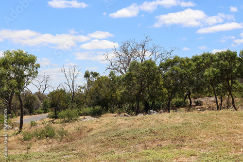 trees in australian bush landscape