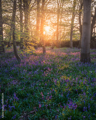 Spring Bluebells Woods, Calke Abbey, Derbyshire, England, United Kingdom, Landscape Stock Photo