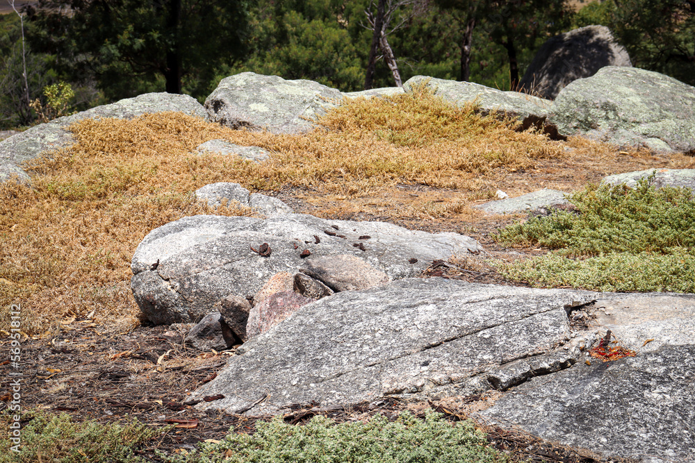 rocks in arid australian bush landscape in you yangs national park