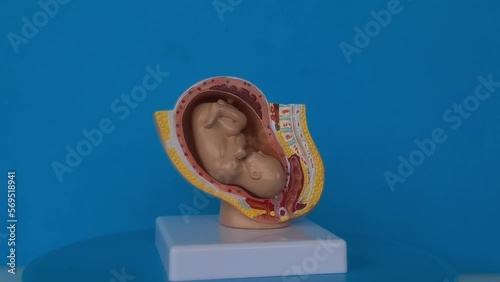 Embryo and fetus anatomy model for classroom teaching. Pregnancy planning and surrogacy photo