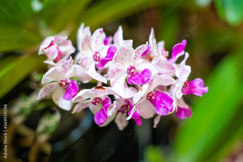 Obraz premium Beautiful orchid flower in the garden, close-up Rhynchostylis gigantea orchid, Thailand, soft focus. 
