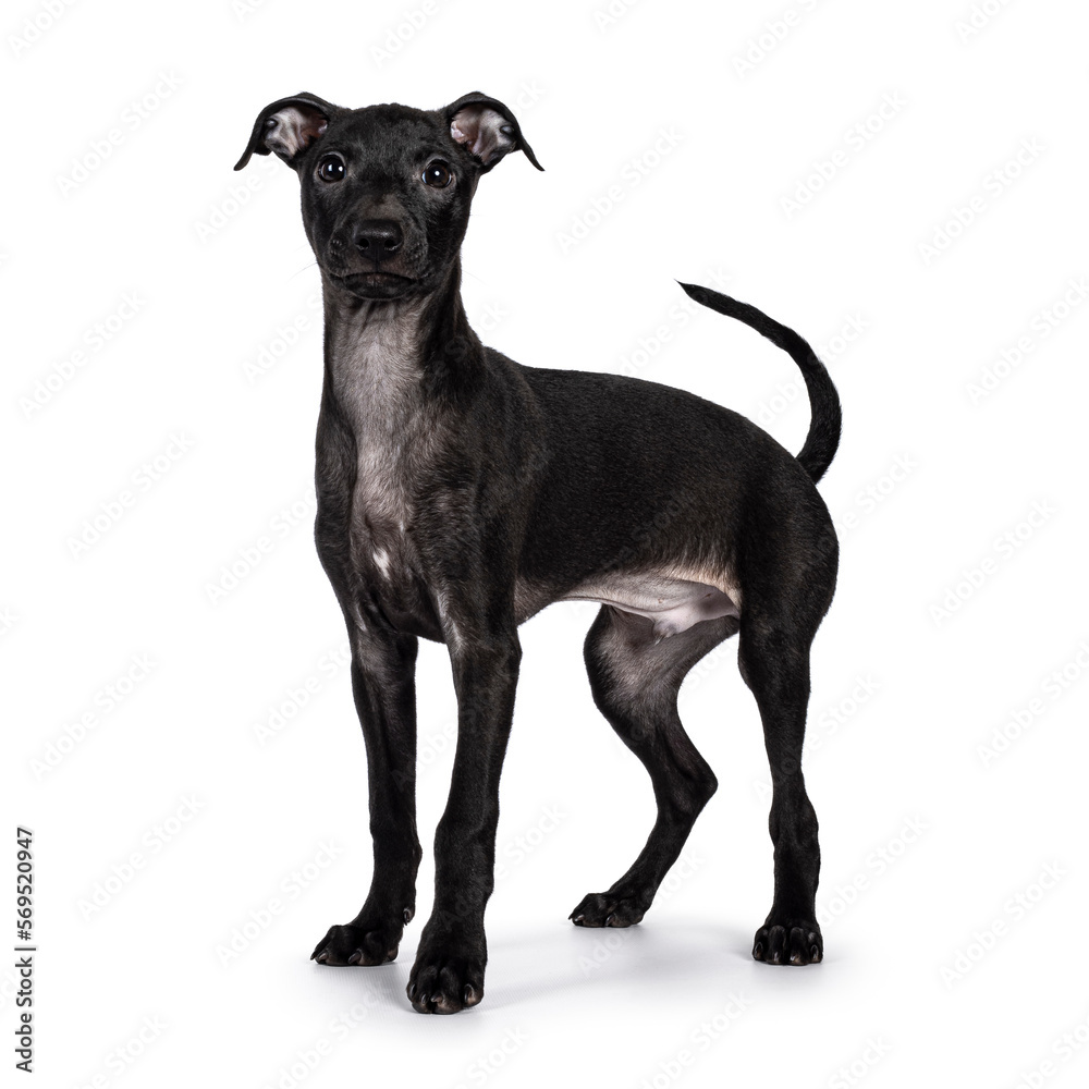 Cute male Italian Greyhound aka Italian Sighthound pup, standing side ways. looking straight to camera. Isolated on a white background. Cute male Italian Greyhound aka Italian Sighthound pup, standing side ways. looking straight to camera. Isolated on a white background.