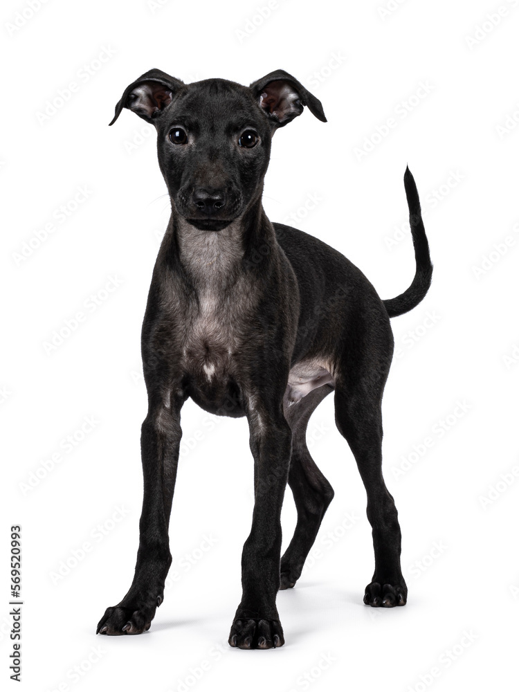 Cute male Italian Greyhound aka Italian Sighthound pup, standing up facing front. looking straight to camera. Isolated on a white background.
